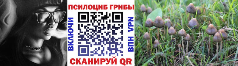 Псилоцибиновые грибы Psilocybe  Моздок 